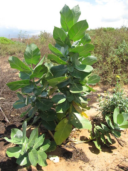 Sodomapfel (Calotropis procera)