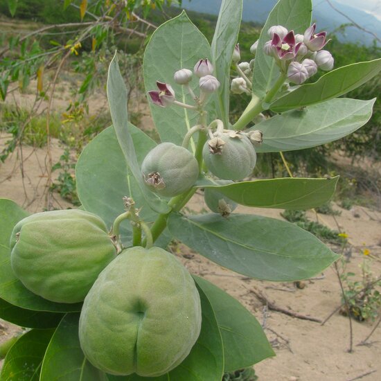 Sodomapfel (Calotropis procera)