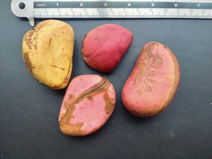 Colabaum (Cola nitida)