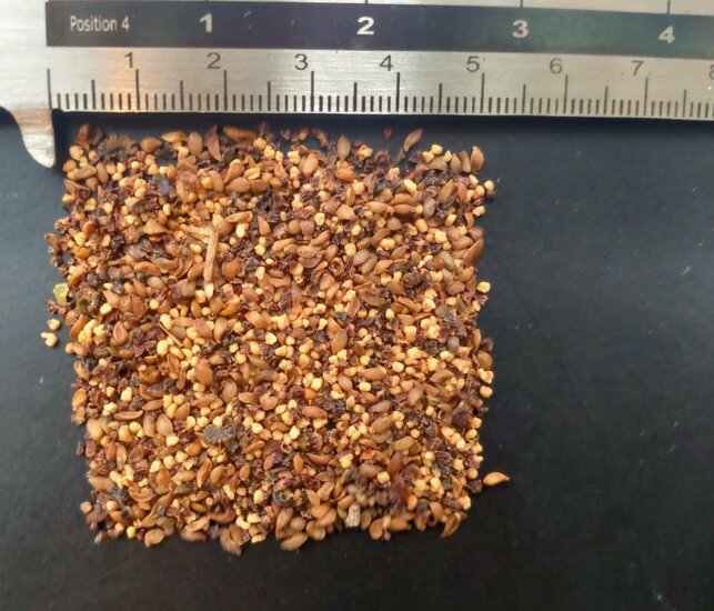 Erdbeerbaum (Arbutus unedo)