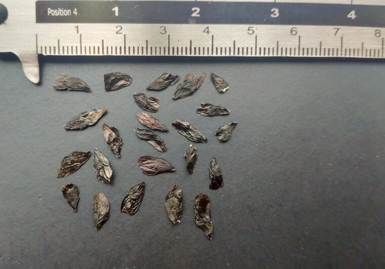 Afrikanische Lilie (Agapanthus praecox)