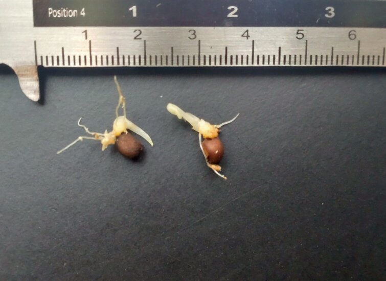 Alocasia (Alocasia princeps)