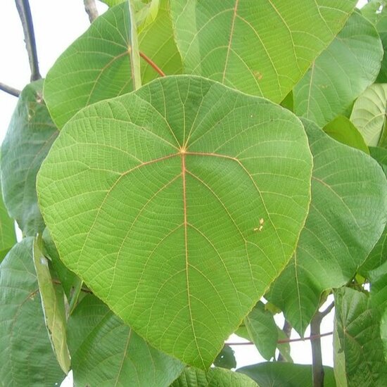 Kenda (Macaranga peltata)