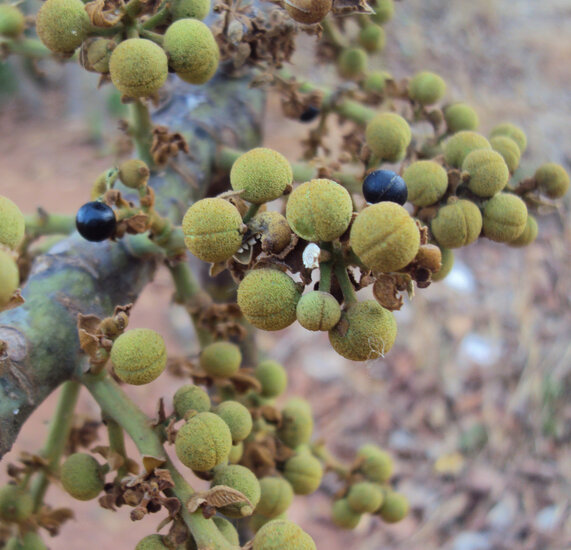 Kenda (Macaranga peltata)