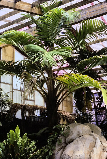 Wanga-Palme (Pigafetta elata)