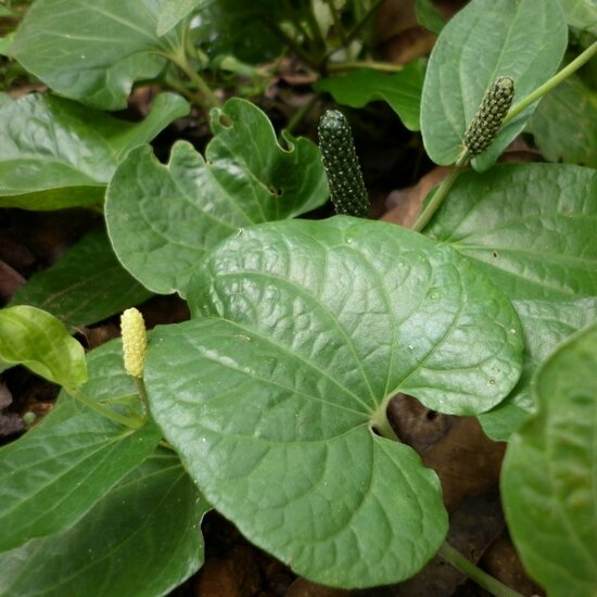 Langer Pfeffer (Piper longum)