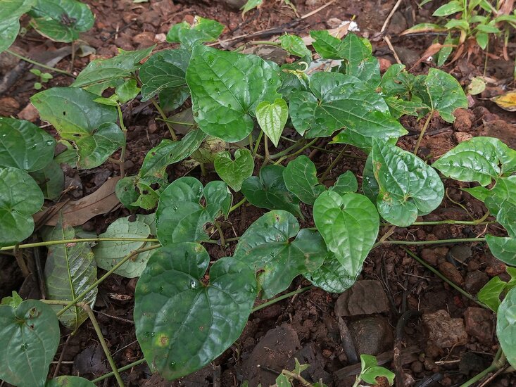 Langer Pfeffer (Piper longum)