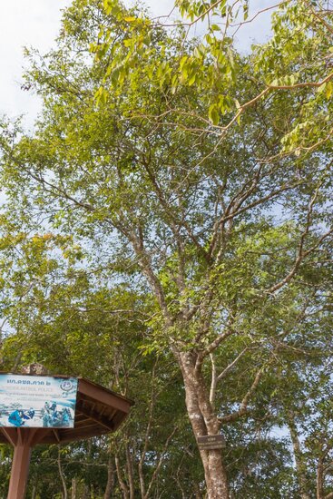 Samtige Tamarinde (Dialium cochinchinense)