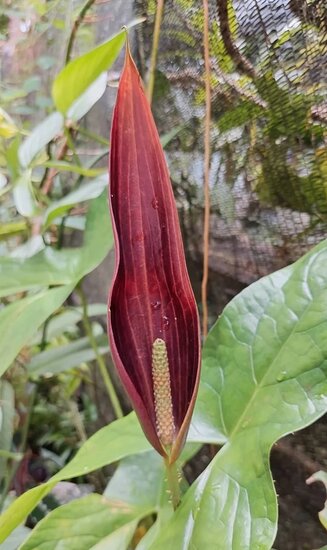 Cyrtosperma (Cyrtosperma macrotum)