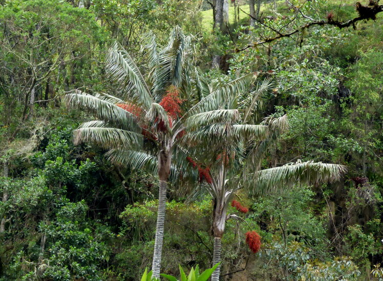 Quindio-Waspalme (Ceroxylon quindiuense)