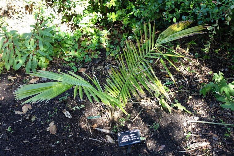 Quindio-Waspalme (Ceroxylon quindiuense)