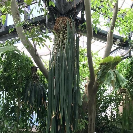 Bandblatt-Anthurium (Anthurium vittariifolium)