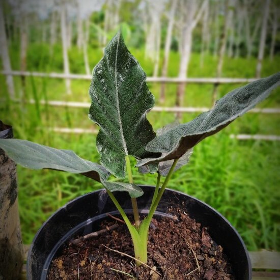 Antoro Velvet (Alocasia 'chienlii')