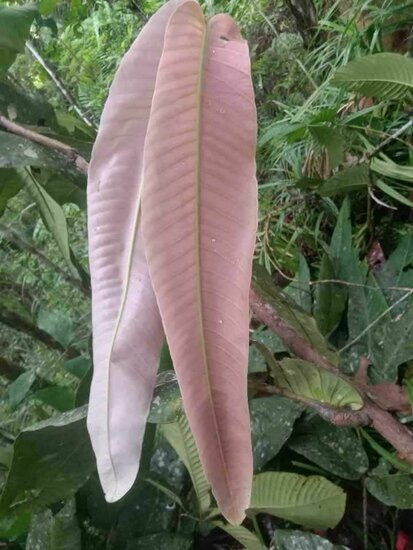 Syzygium (Syzygium versteegii)