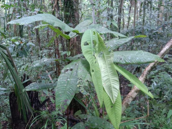 Syzygium (Syzygium versteegii)