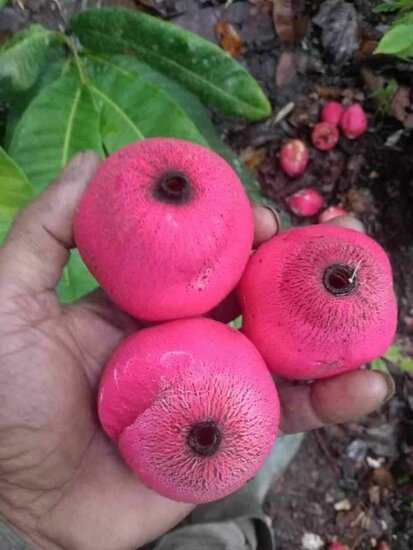 Syzygium (Syzygium versteegii)