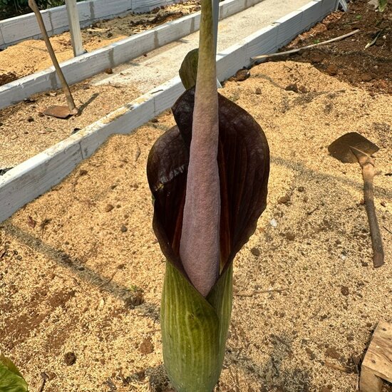 Aronstab (Amorphophallus raungense)