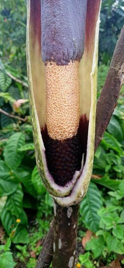Aronstab (Amorphophallus raungense)