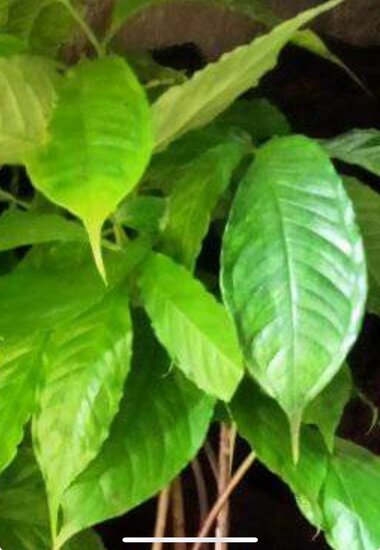 Aronstab (Amorphophallus raungense)