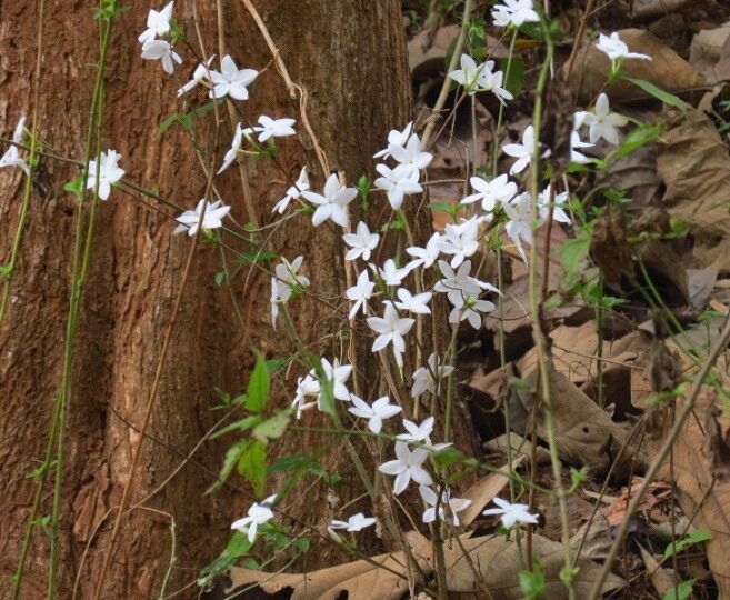 Bengalischer Kaffee (Coffea benghalensis)