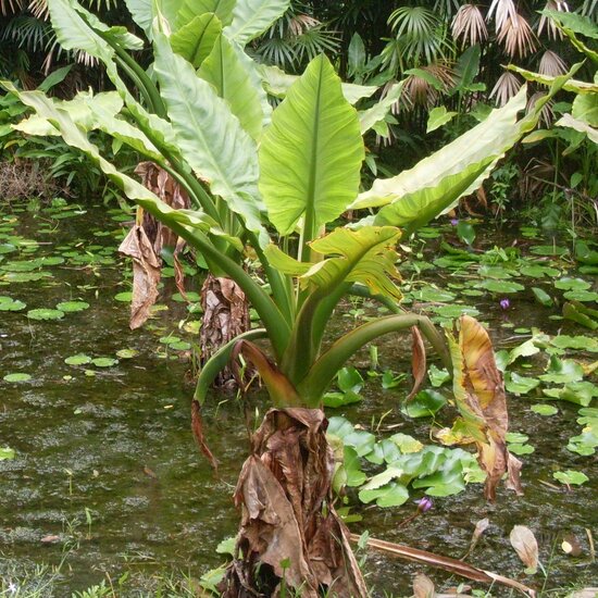 Wasserbanane (Typhonodorum lindleyanum)