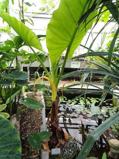 Wasserbanane (Typhonodorum lindleyanum)