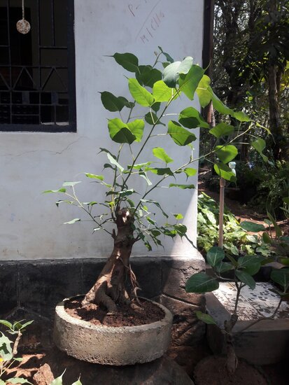 Bodhi-Baum (Ficus religiosa)