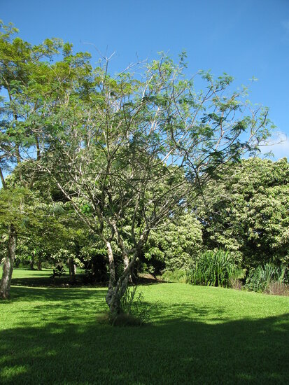 Gul Mohur Flamboyant (Delonix elata)