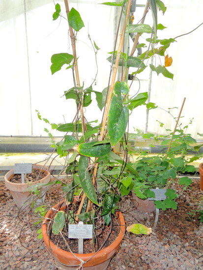 Gro&szlig;e Fledermaus-Passionsblume (Passiflora megacoriacea)