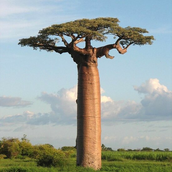 Riesenbaobab (Adansonia grandidieri)