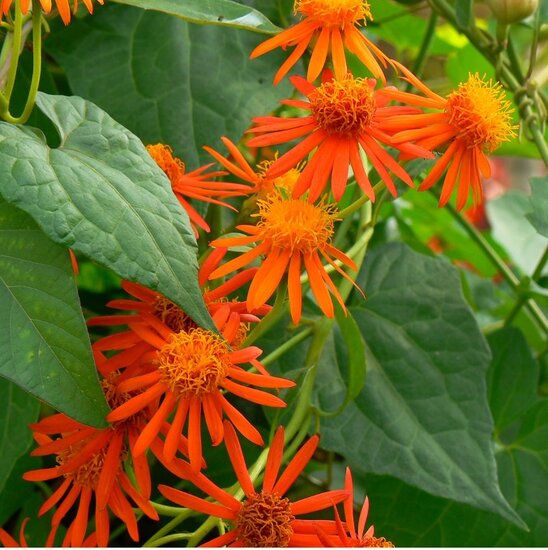 Mexikanische Feuerliane (Pseudogynoxys chenopodioides)