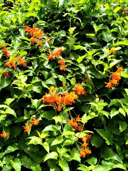 Mexikanische Feuerliane (Pseudogynoxys chenopodioides)