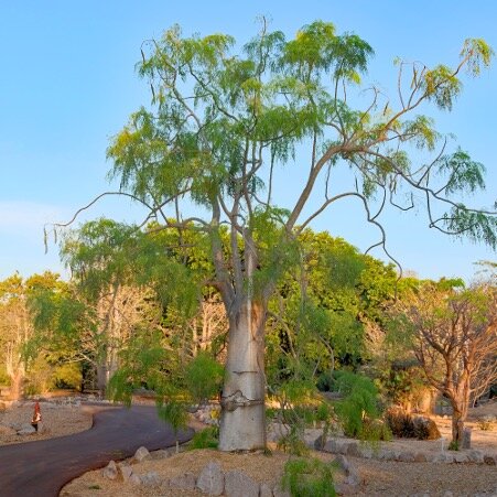 Madagaskar-Phantombaum (Moringa drouhardii)