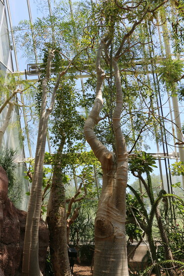 Madagaskar-Phantombaum (Moringa drouhardii)