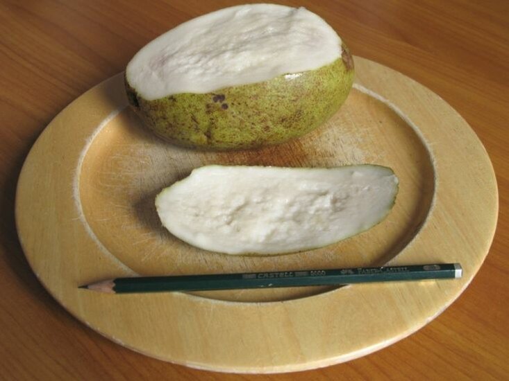 Wei&szlig;e Mango (Mangifera caesia)