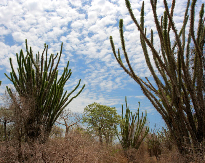 Madagaskar-Ocotillo (Alluaudia procera)