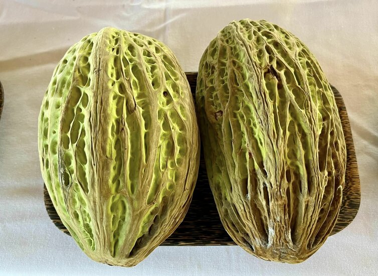 Wei&szlig;er Kakao (Theobroma bicolor)