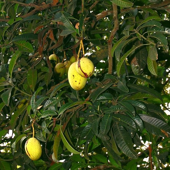 Stinkmango (Mangifera foetida)