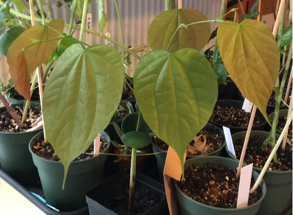 Riesenorchideenbaum (Gigasiphon macrosiphon)