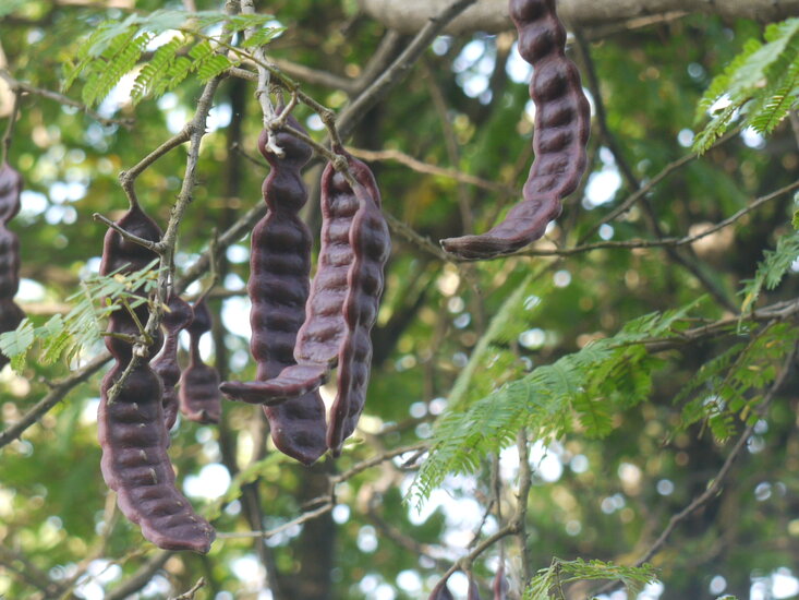 Shikakai (Acacia concinna)
