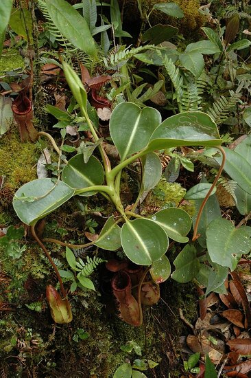 Kannenpflanze (Nepenthes lowii)
