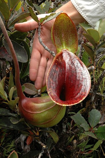 Kannenpflanze (Nepenthes lowii)