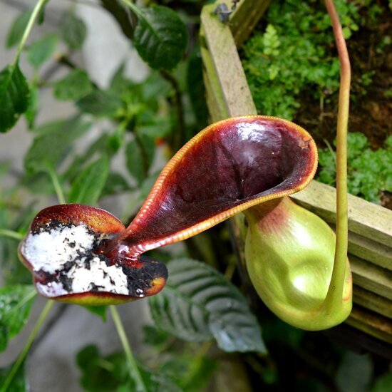Kannenpflanze (Nepenthes lowii)