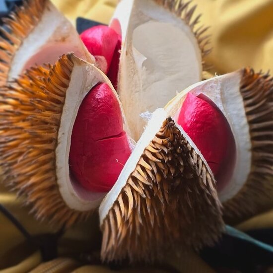 Rotfleischige Durian (Durio graveolens)