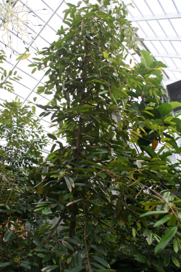 Rotfleischige Durian (Durio graveolens)