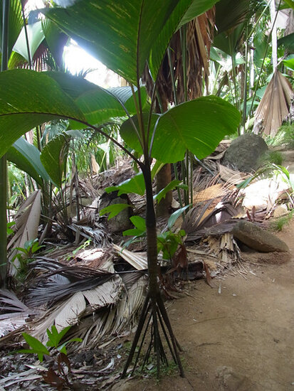 Stelzenpalme (Verschaffeltia splendida)