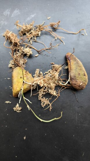 Jade-Blume (Strongylodon macrobotrys)