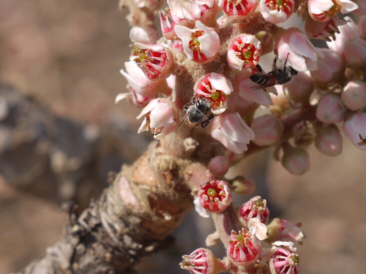 Indischer Weihrauchbaum (Boswellia serrata)