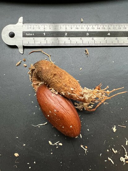 Rotfleischige Durian (Durio graveolens)