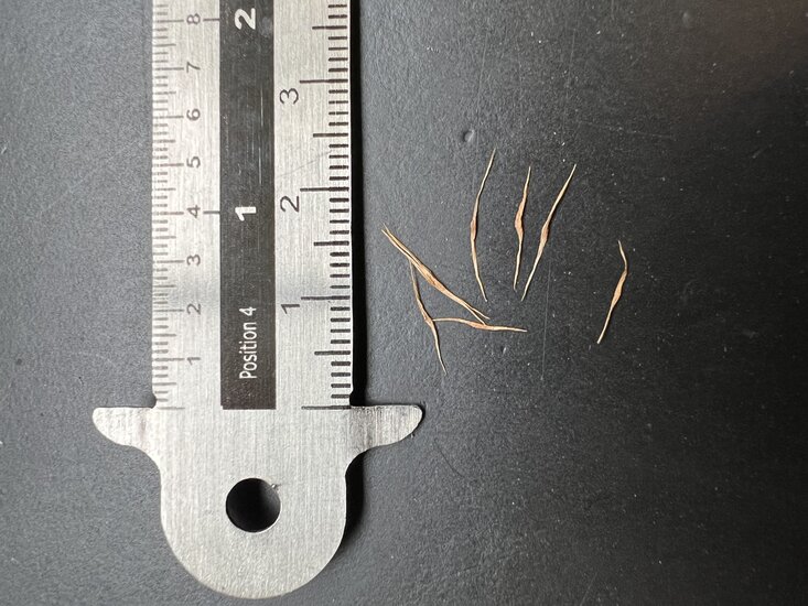 Kannenpflanze (Nepenthes lowii)